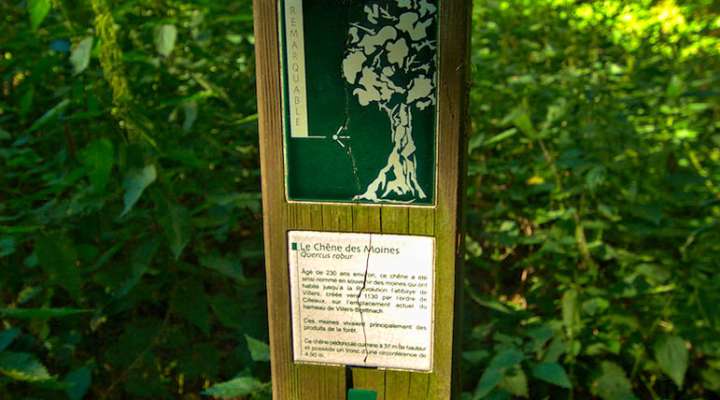 Die Eiche der Mönche