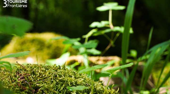 Hammelsberg-Rundfahrt