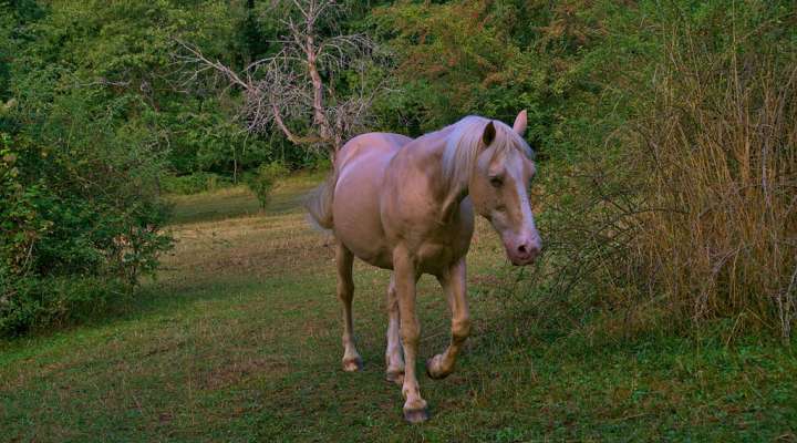 Rundfahrt auf dem altenberg (geschlossen)