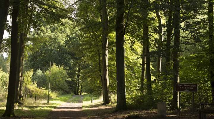Schleife der Kuckucksuhren
