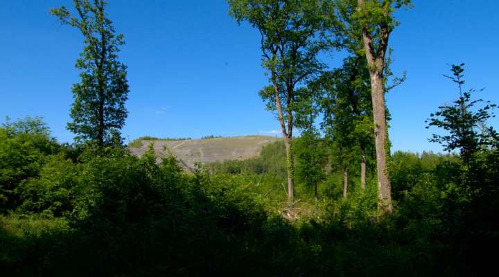 Der Wald von La Houve