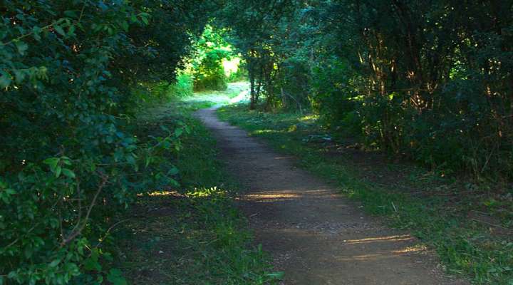 Die Sümpfe des Warndt