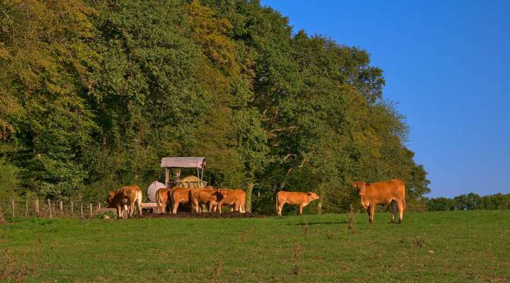Die Hänge von Albestroff