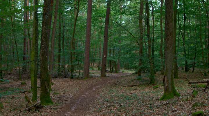 Im Schatten der großen Arnsburg