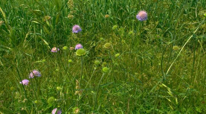 Das obere Canner-Tal