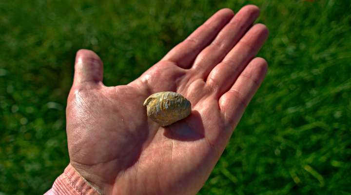 Das Gryphäenplateau