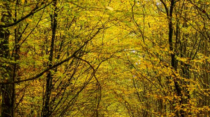Circuit du bois de Thionville