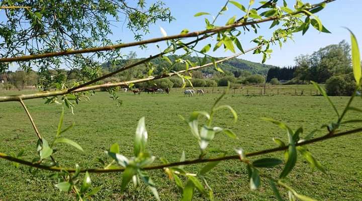Centre équestre du domaine de la Forge