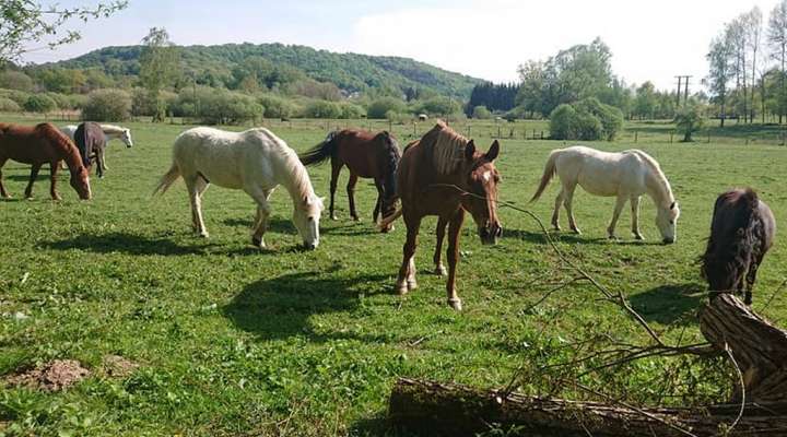 Centre équestre du domaine de la Forge