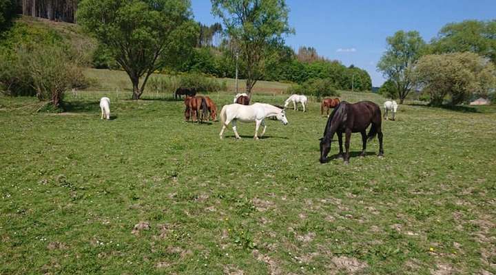 Centre équestre du domaine de la Forge