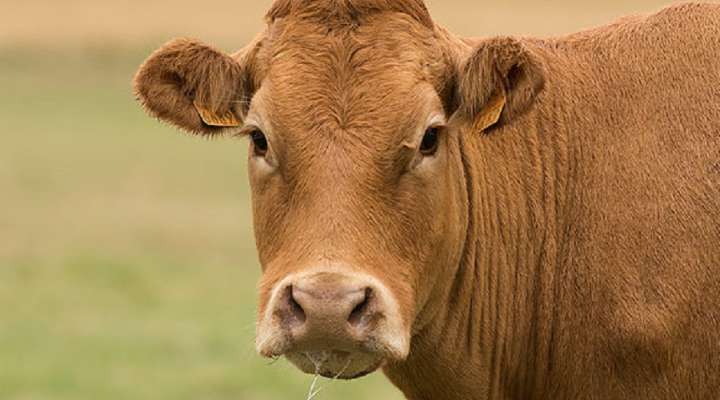 Ferme Streiff