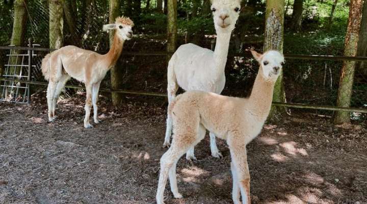 Ferme de la petite vallée