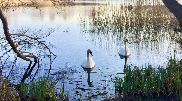 Le sentier du marais - étang de l'Escherbruch