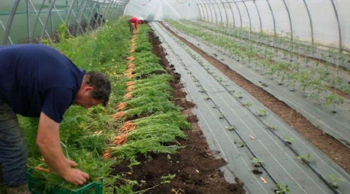 Les jardins bio du Tanzgarten