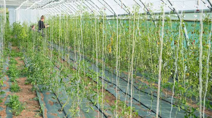 Les jardins bio du Tanzgarten