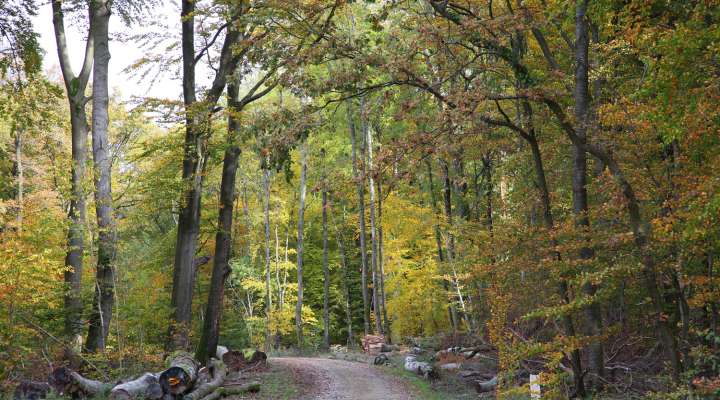 Wanderwege in Woelfling-les-Sarreguemines