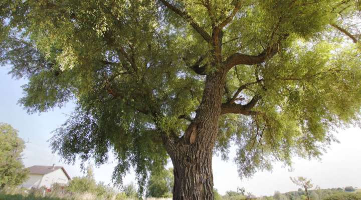 ARBORETUM IN ROUHLING