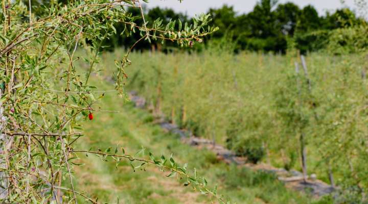 Le goji du val
