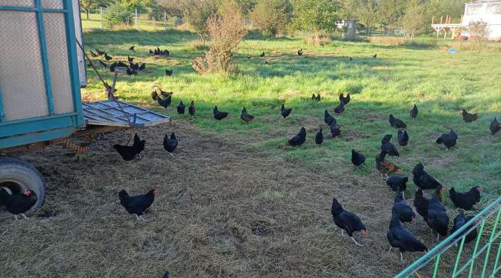 Rébecca et ses Poulettes - Ferme Gilles Juncker