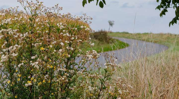 Natur-Treffs - Naturwunder des Sumpfes