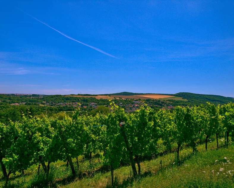 Domaine des Coteaux de Dornot
Domaine des coteaux de dornot