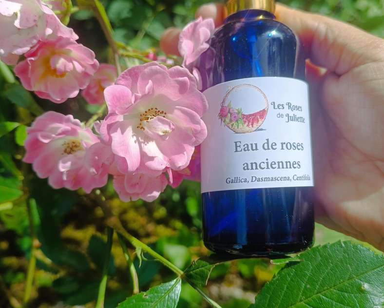 Les Roses de Juliette Les Roses de Juliette