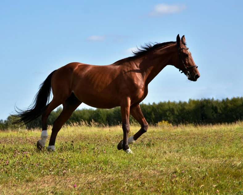 Unsplash Club équestre - Association des cavaliers d'Alsting