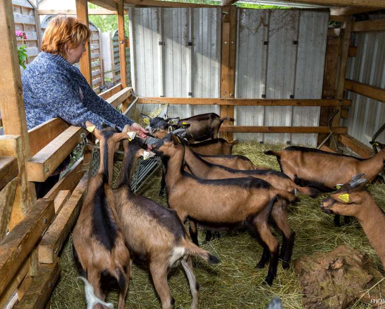 FLY PIXEL Visite de la chèvrerie de l'Est