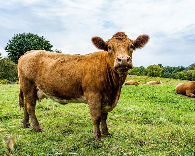 Unsplash Ferme Meyer