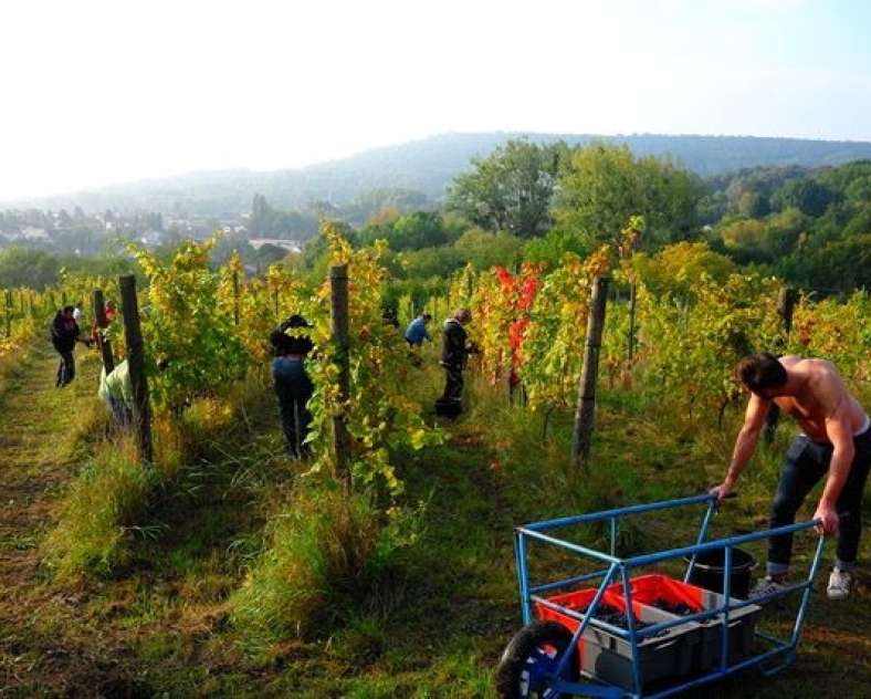 Domaine Maujard  Domaine Maujard Weinsberg