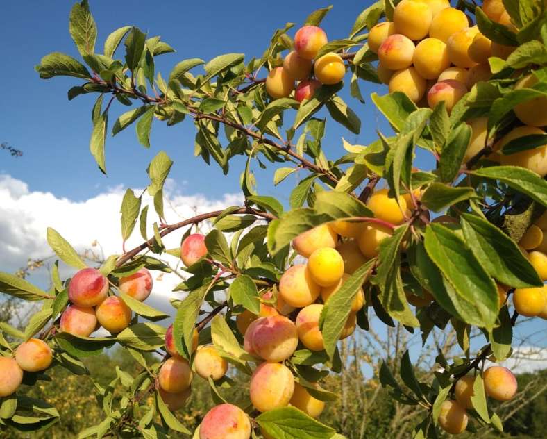 Les Vergers de Victorine Brennerei Guindt - Les Vergers de Victorine