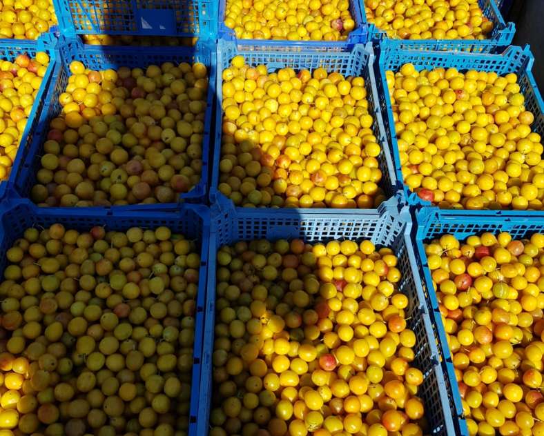 Les Vergers de Victorine Brennerei Guindt - Les Vergers de Victorine