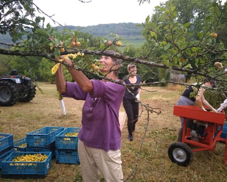 Les Vergers de Victorine Brennerei Guindt - Les Vergers de Victorine