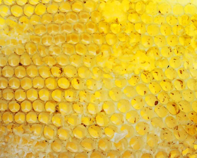 Val Lawless Gaby Lang - Honig