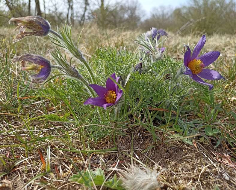OT CCCE  Linearer Pfad Jean-Marie Pelt
