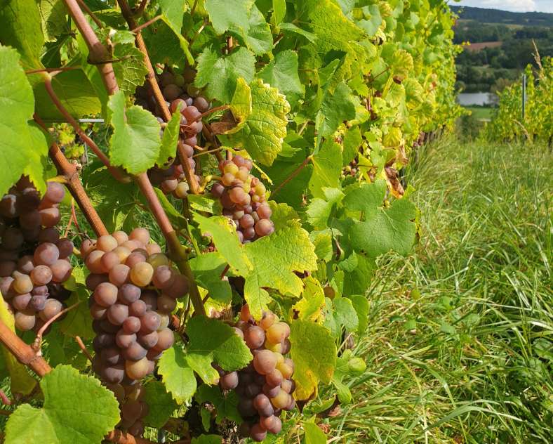 OT CCCE Spielerischer Parcours - Der Wein von Contz-les-Bains