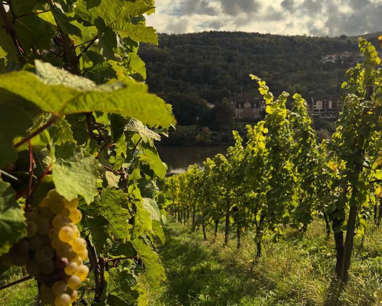 Domaine de l'Altbach Portes ouvertes du domaine de l'Altbach
