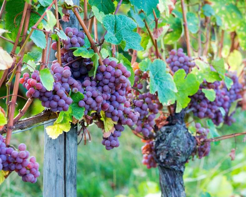 Séquence K Domaine Oury Schreiber