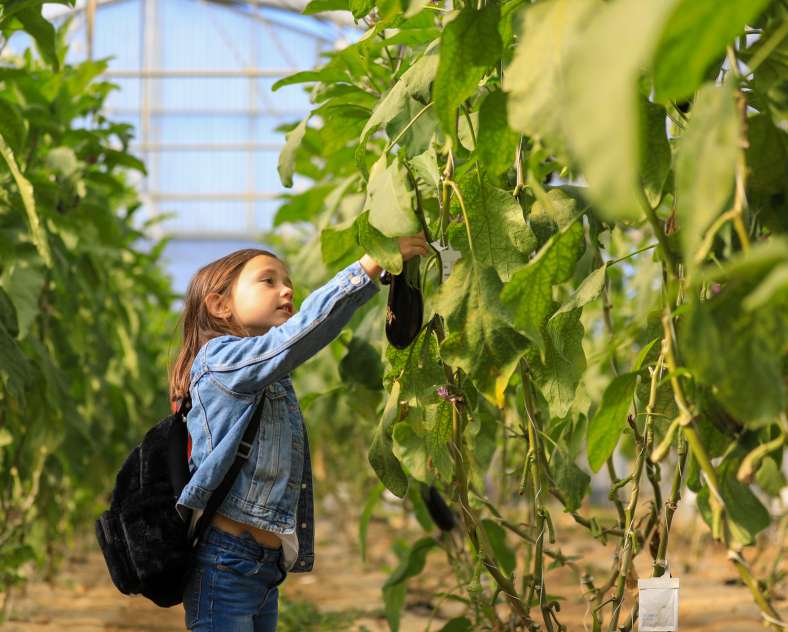 Studio Hussenot  Cueillette de Peltre