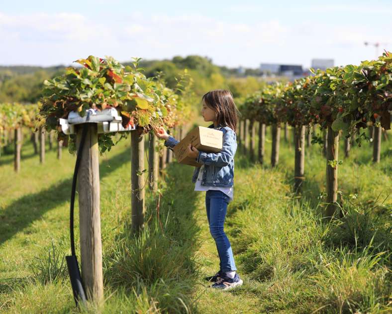 Studio Hussenot  Cueillette de Peltre