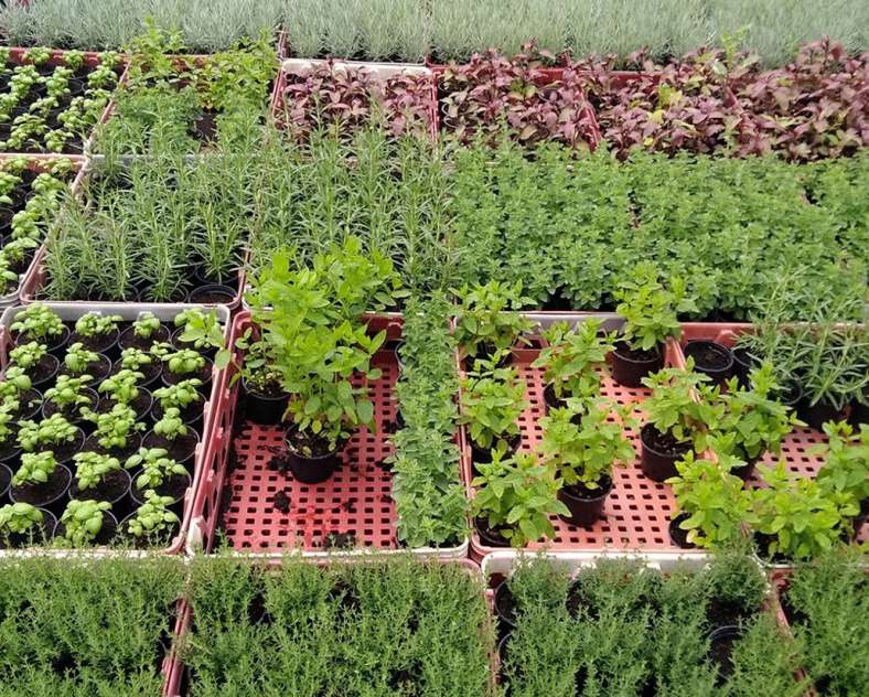Les Jardins du Val de Moselle Die Gärten des Moseltals