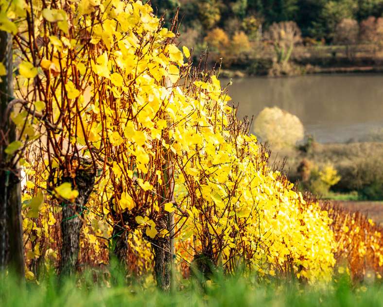 Domaine Florescence  Domaine Florescence