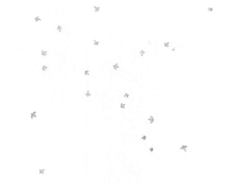 Les allures, François Génot Exposition - Murmurations