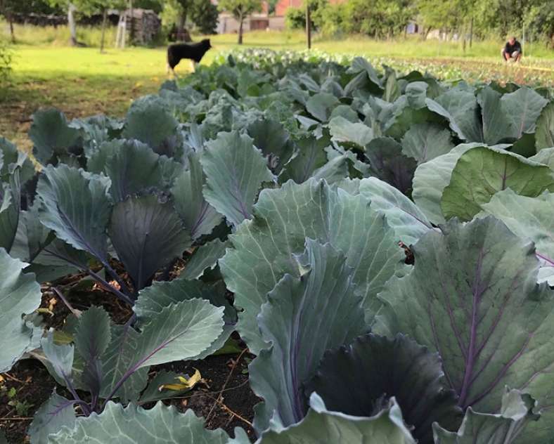 Jardin bio Arc en sol  Jardin bio de l'arc-en-sol