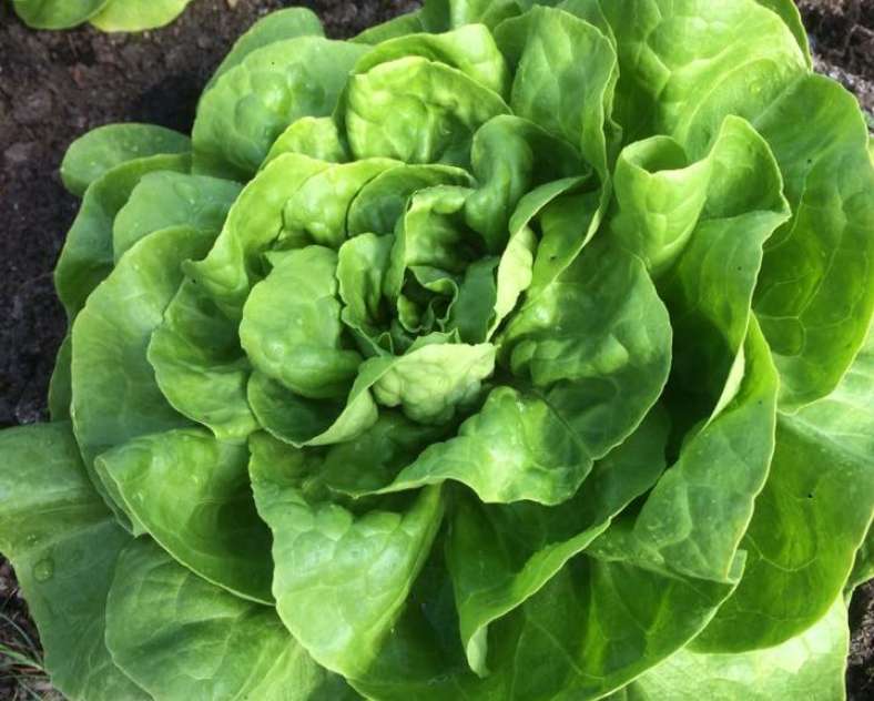 Jardin bio Arc en sol  Jardin bio de l'arc-en-sol