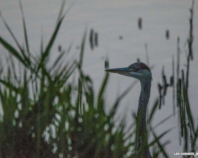JM GUZIK Randoland aux étangs de Hoste
