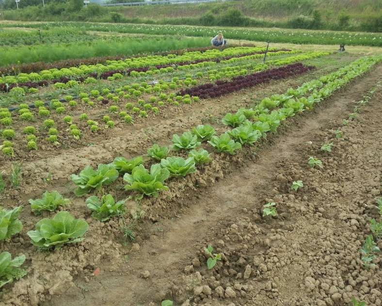 A l'Arpent Vert Gaec à l'Arpent Vert légumes bio