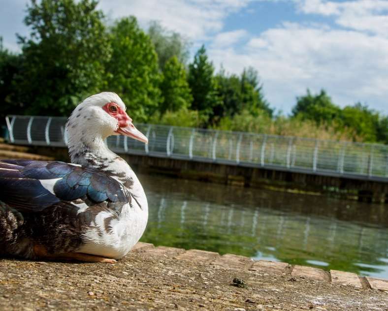 Dominique Steinmetz Boucle de Châtillon