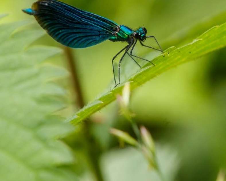 Dominique Steinmetz Boucle de Châtillon