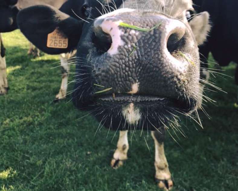 Ferme de la Ceriseraie - Louis Gérardy Ferme de la ceriseraie